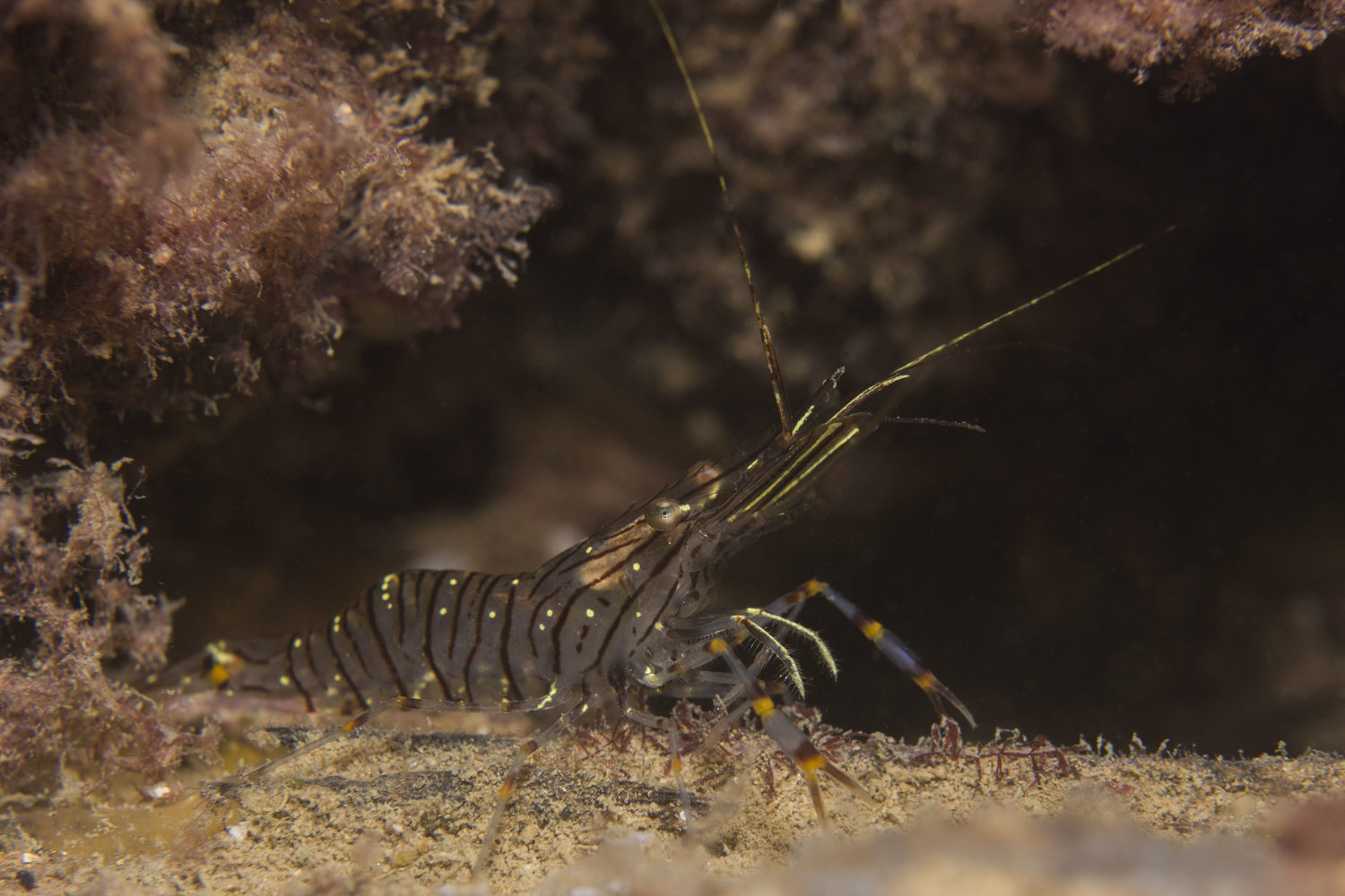 Common Prawn Palaemon serratus