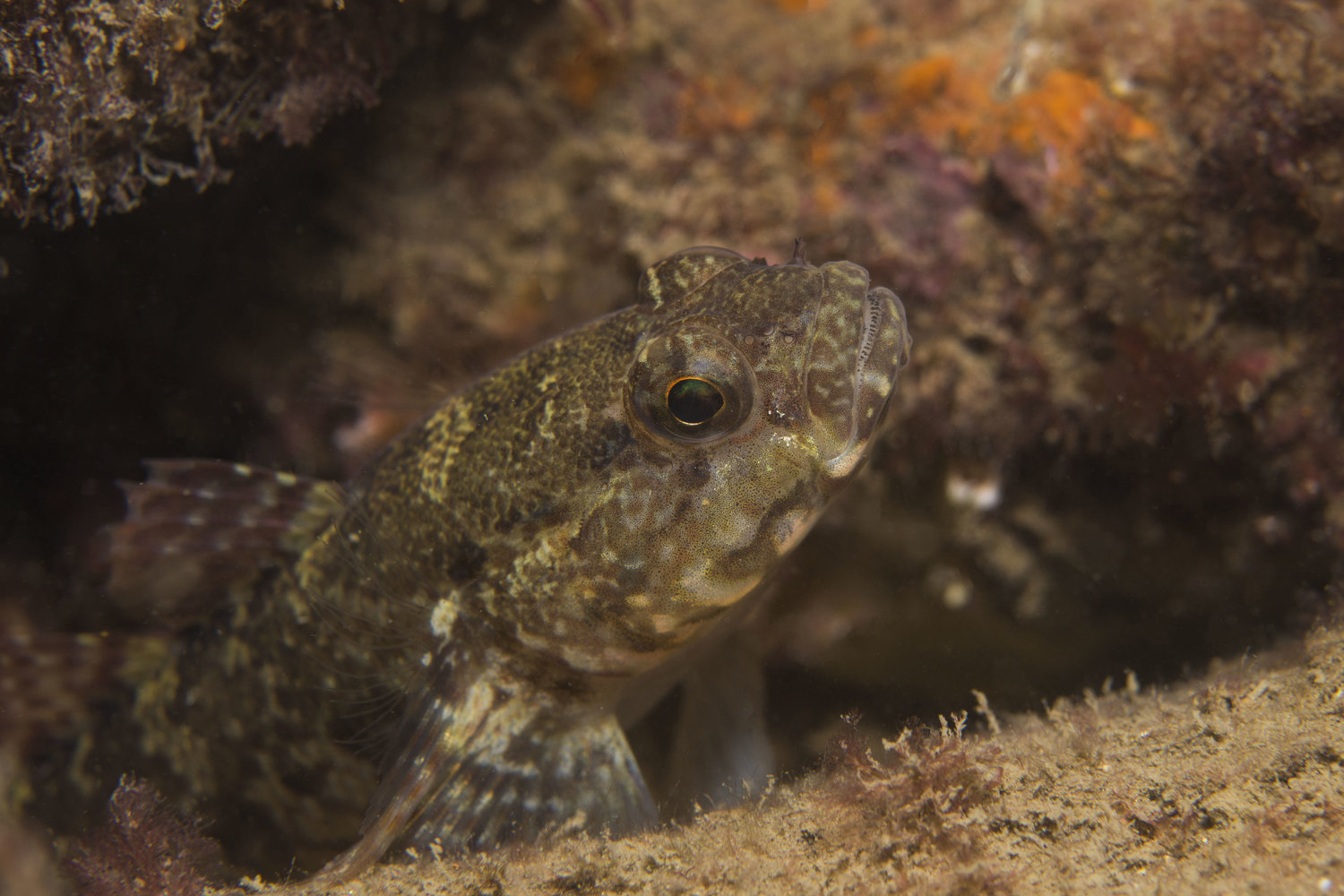 Rock Goby Gobius paganellus Linnaeus