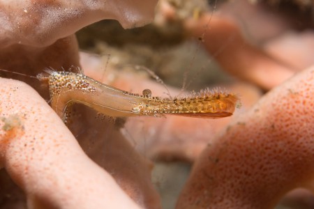 Lembeh Straights - Indonesia - A macro photographers paradise - Pt2