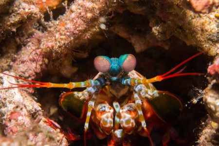 Lembeh Straights - Indonesia - A macro photographers paradise - Pt3